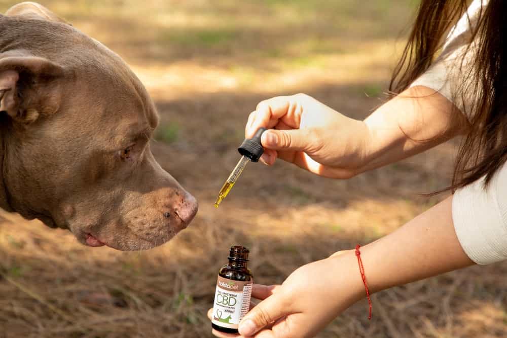 Suppress dog’s anxiety to let them consume Holistapet's CBD